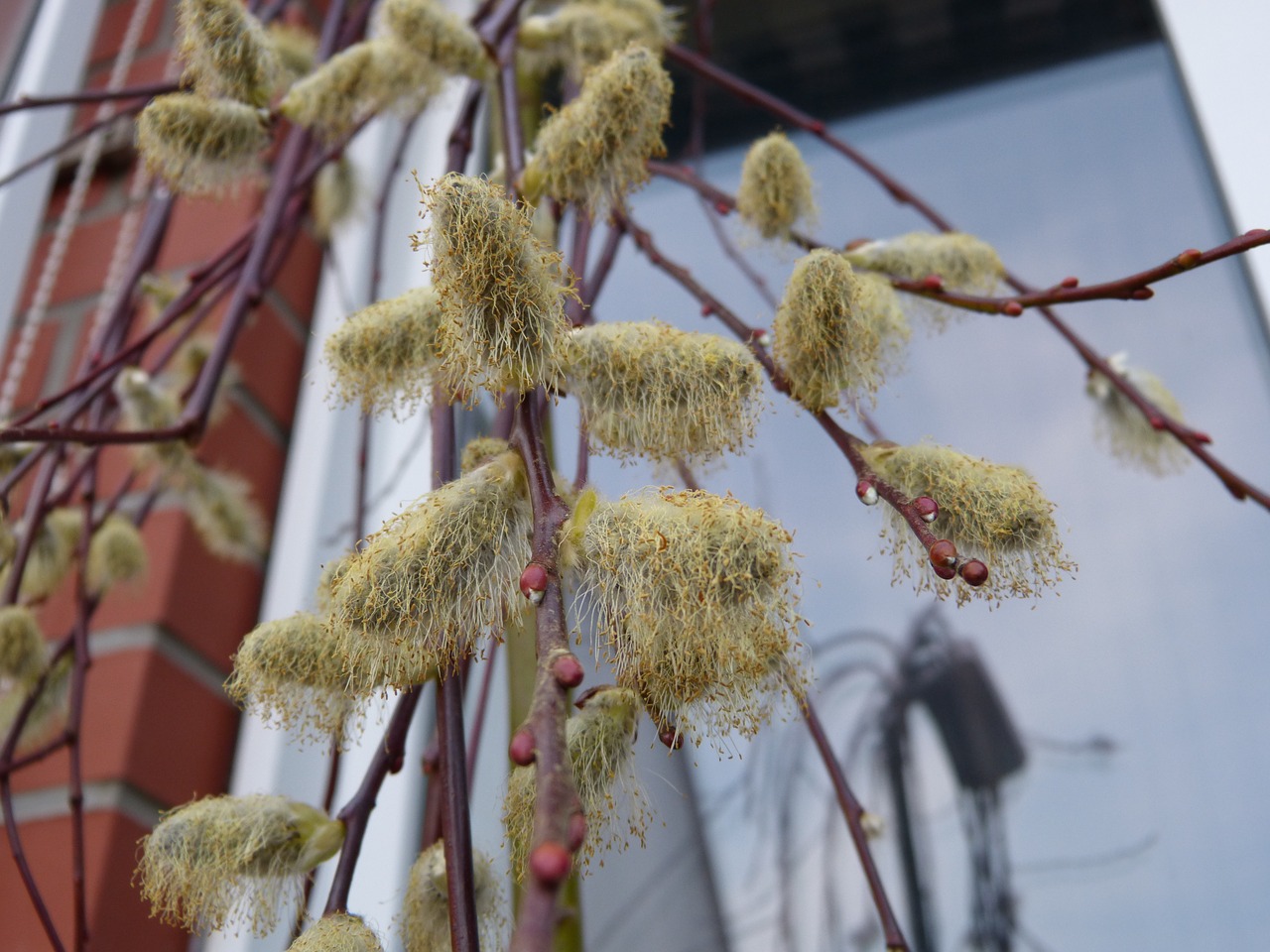 willow catkin faded pollen free photo