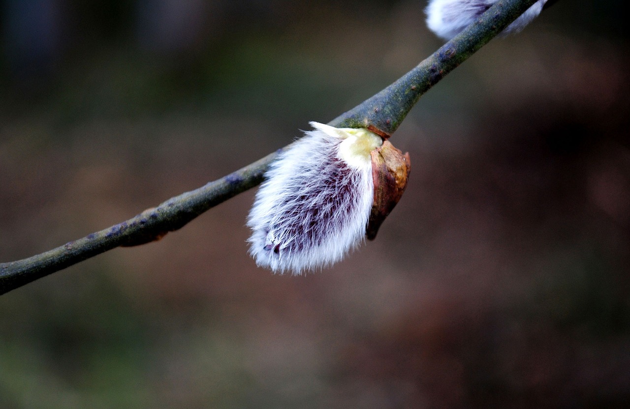 willow catkin branch nature free photo
