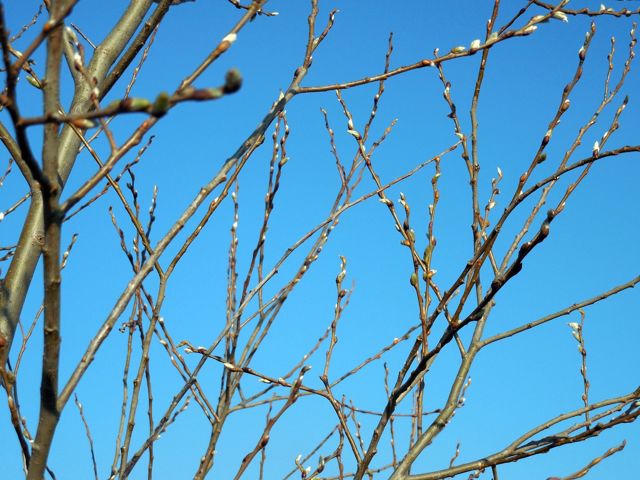 willow catkin spring grazing greenhouse free photo