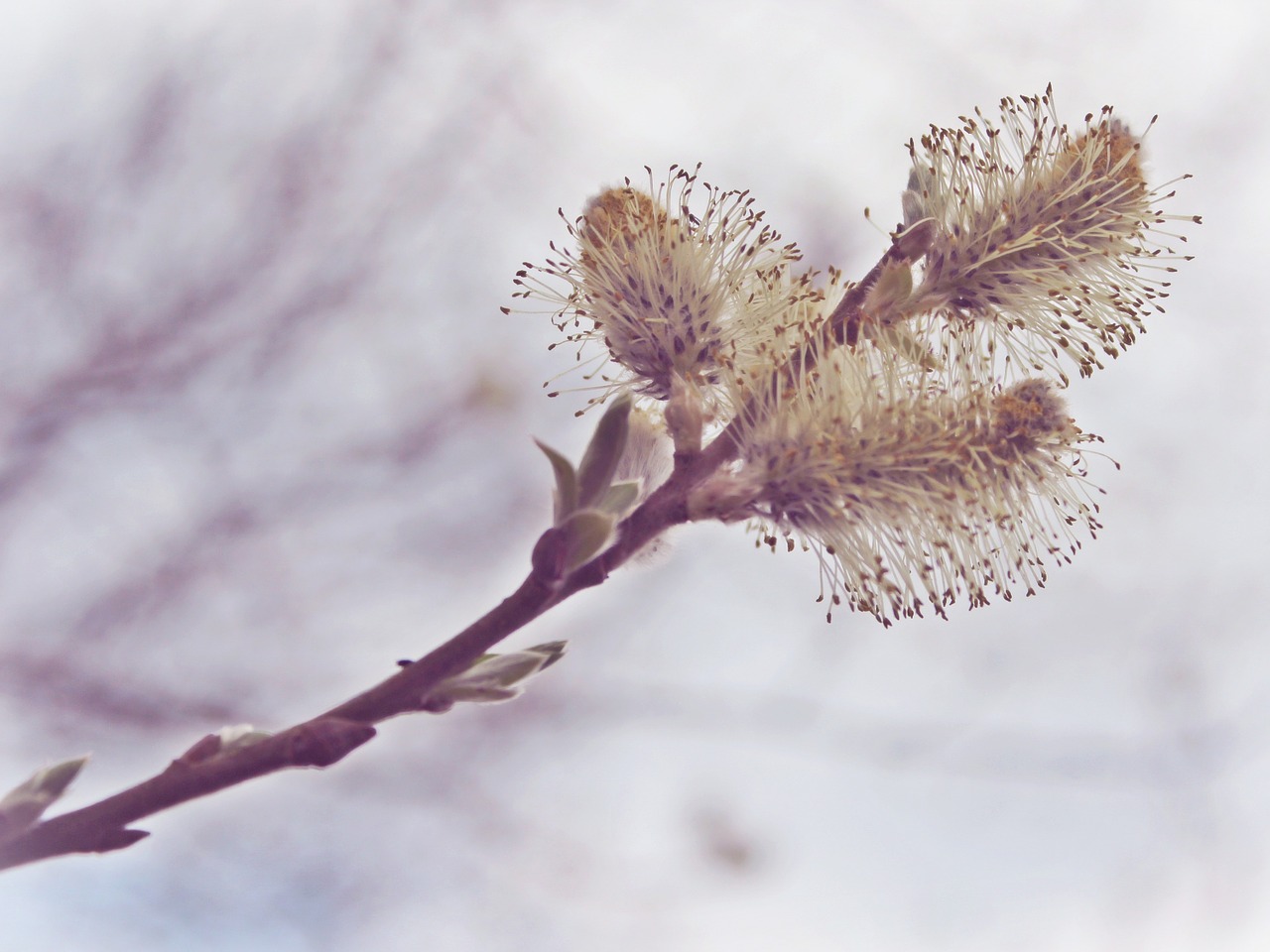 willow catkin branch spring free photo