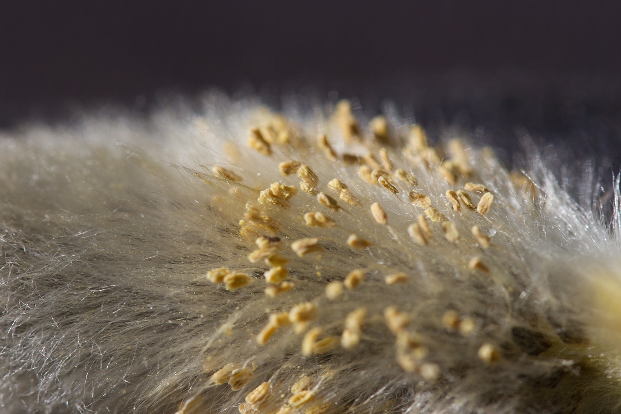 willow catkin blossom bloom free photo