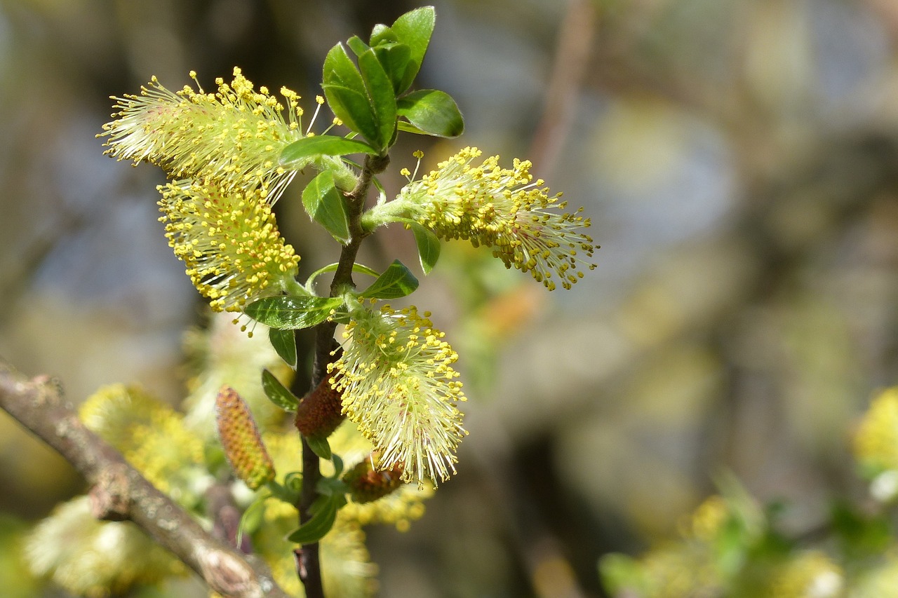 willow catkin blossomed out stamens free photo