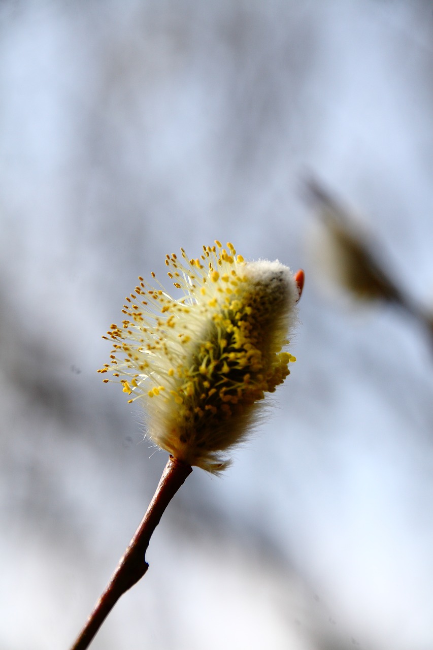 willow catkin spring blossom free photo