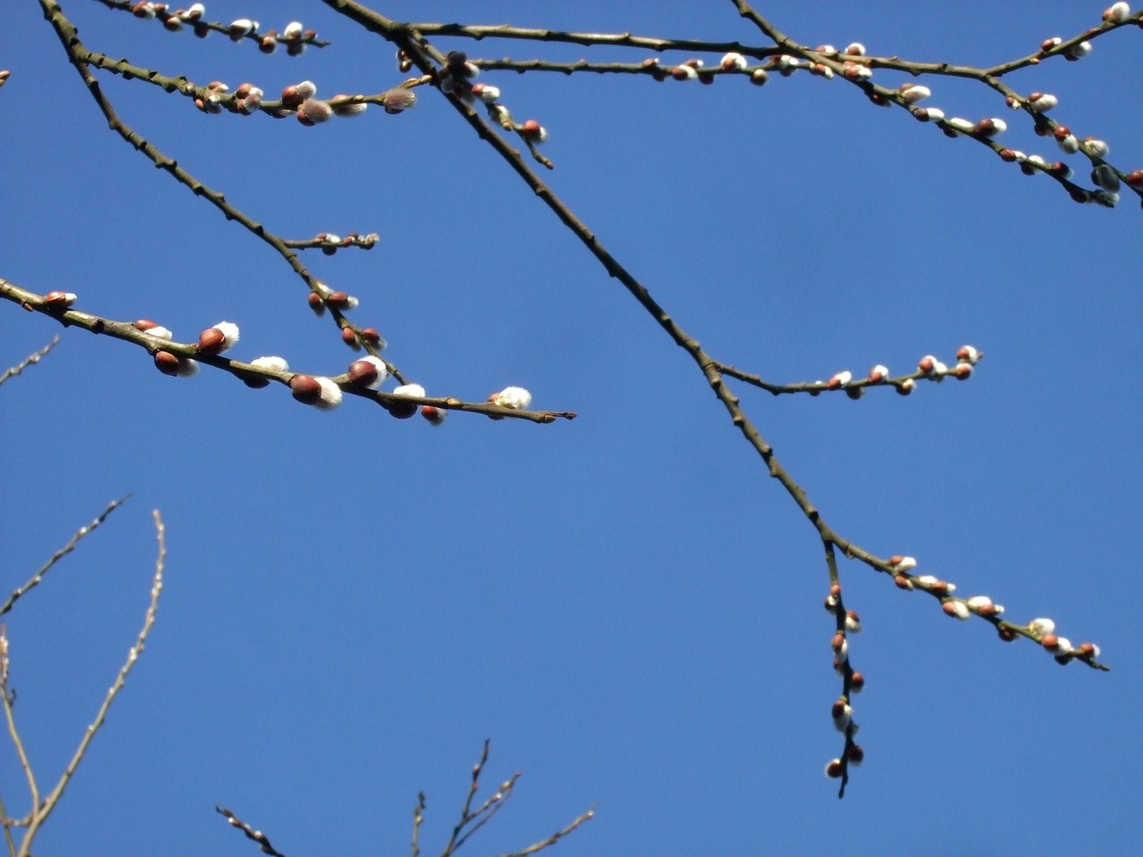 willow catkin spring blue free photo