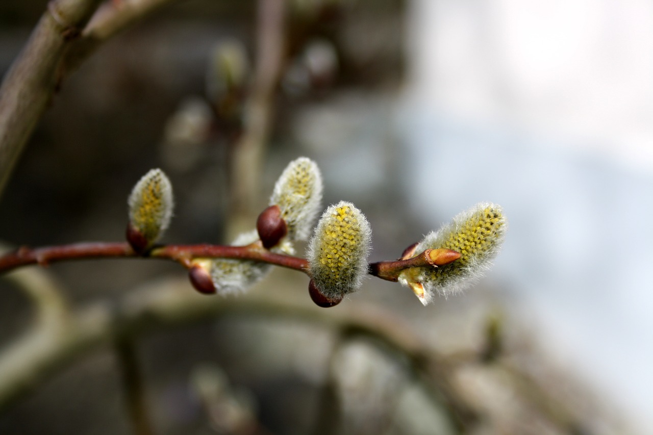 willow catkin nature blossom free photo