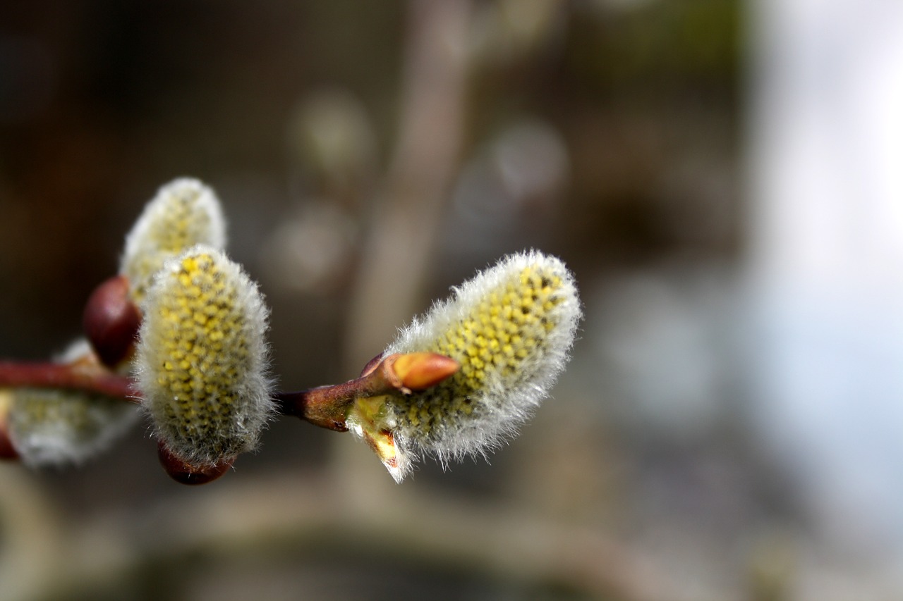 willow catkin nature blossom free photo