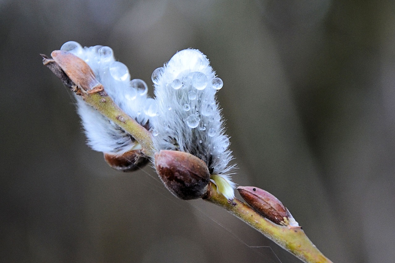 willow catkins dewdrop spring free photo