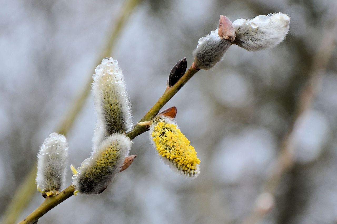 willow catkins dewdrop spring free photo