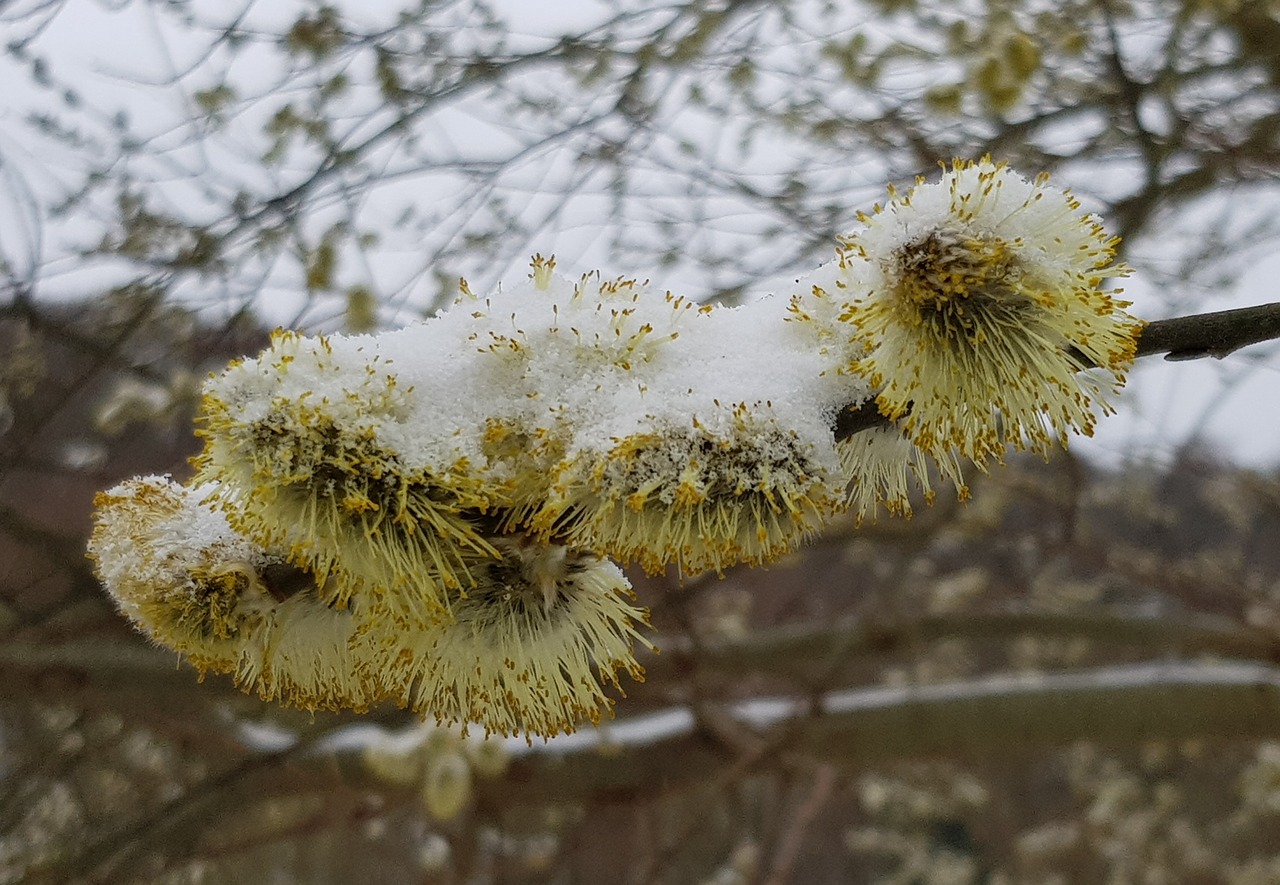 willow catkins snow frost free photo