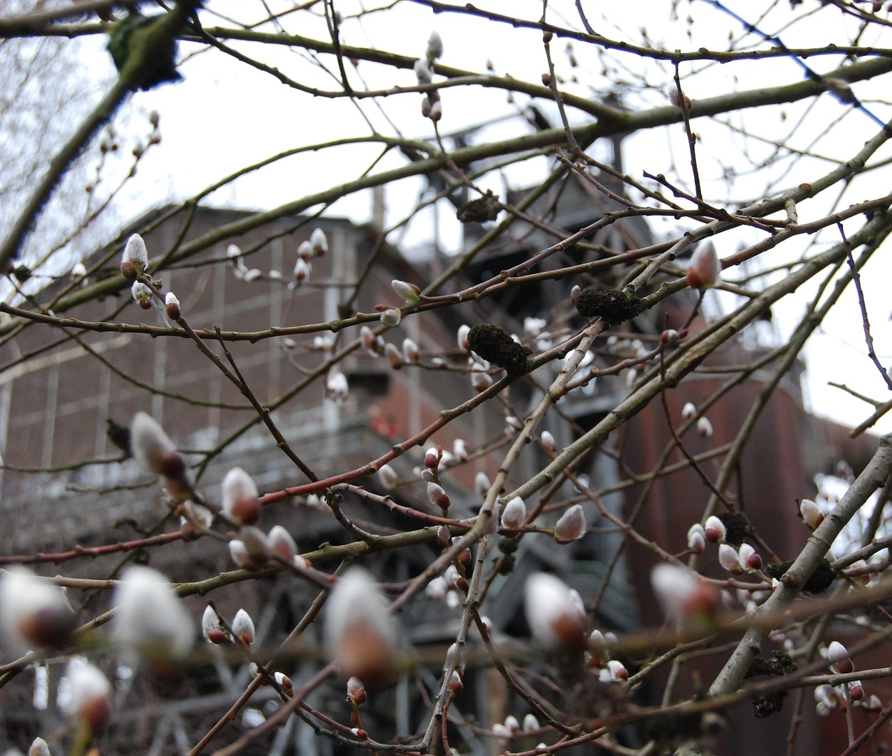 willow catkins branch aesthetic free photo