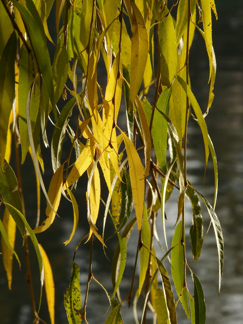 willow leaves leaves silver willow free photo