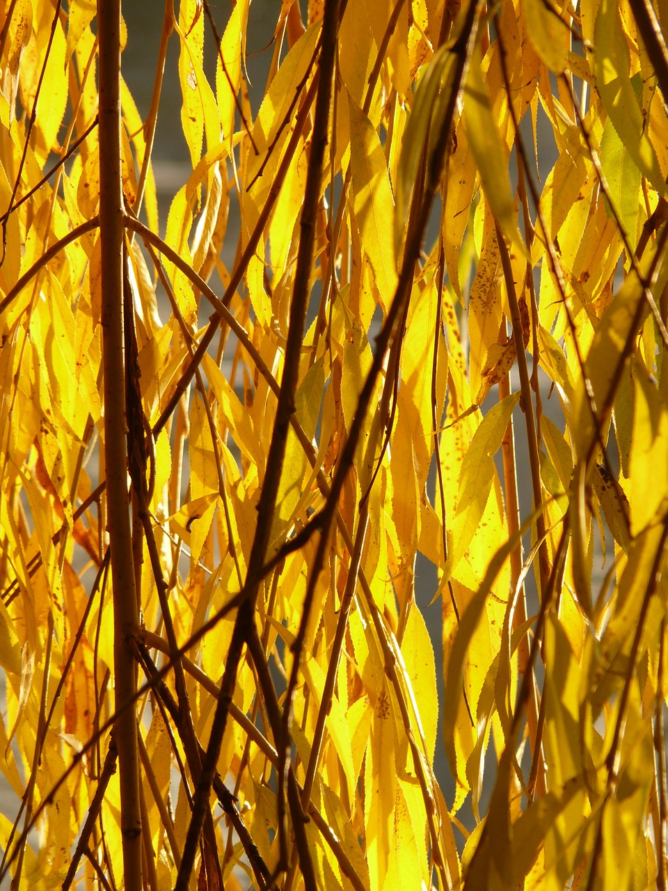 willow leaves leaves silver willow free photo