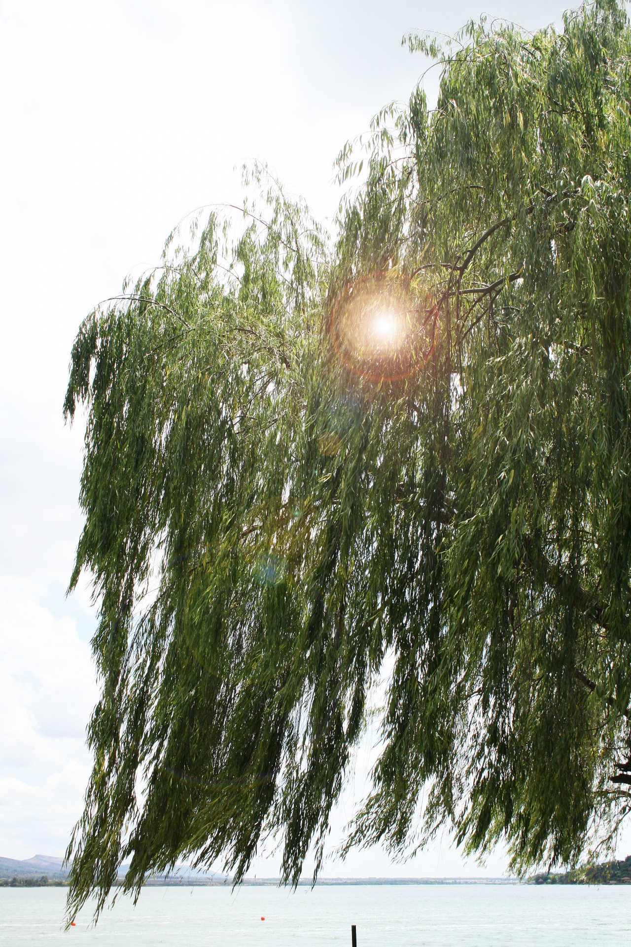 tree willow boughs free photo