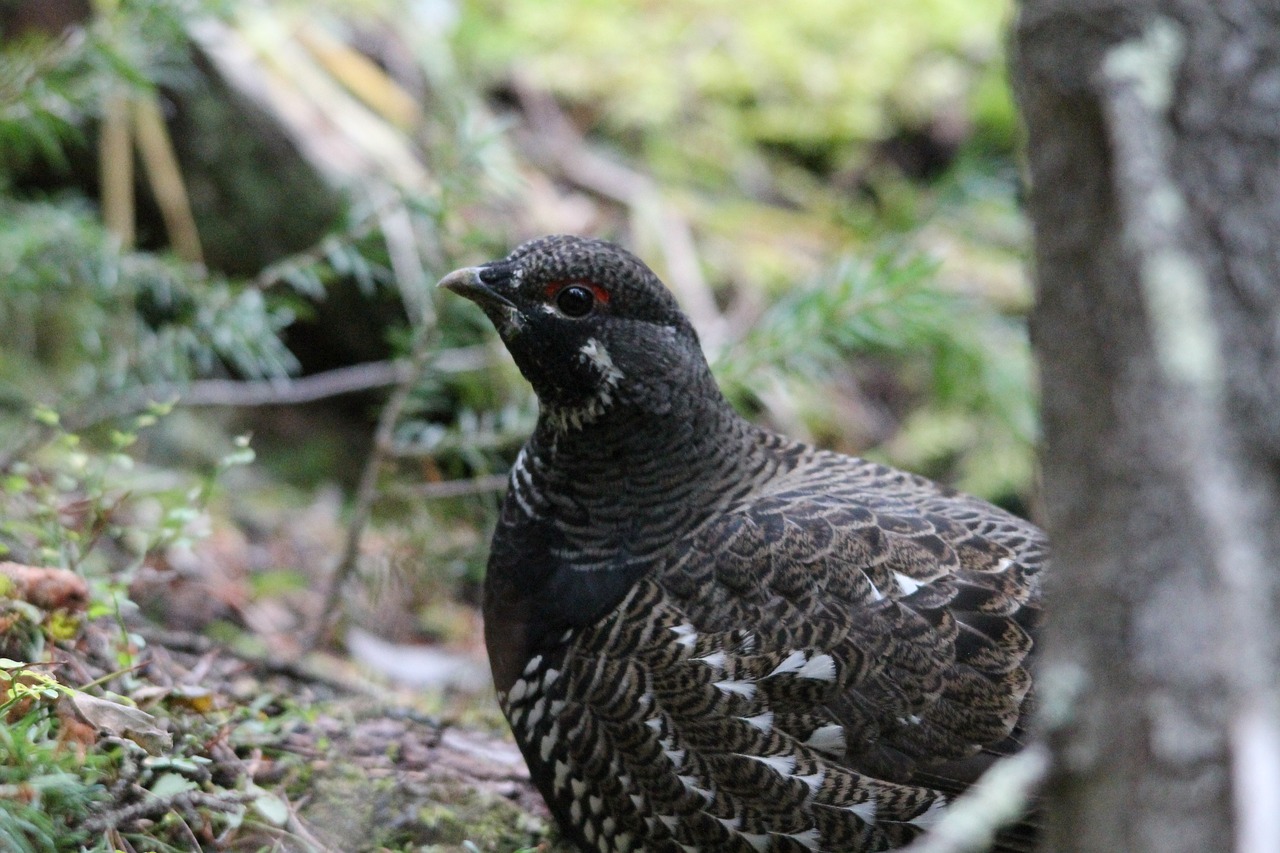 willow ptarmigan bird wildlife free photo