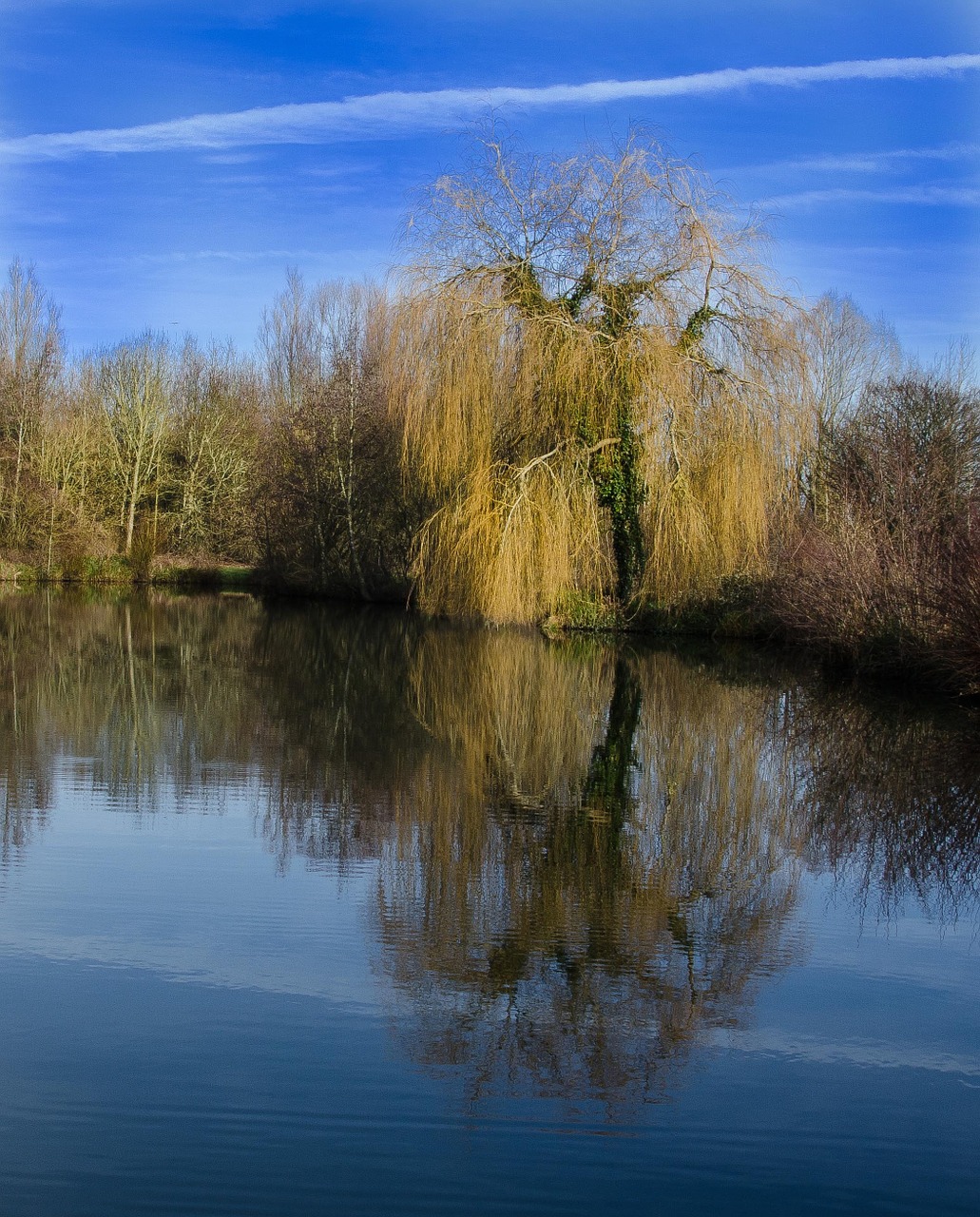 Download free photo of Willow tree,thorney,lakes,free pictures, free photos...