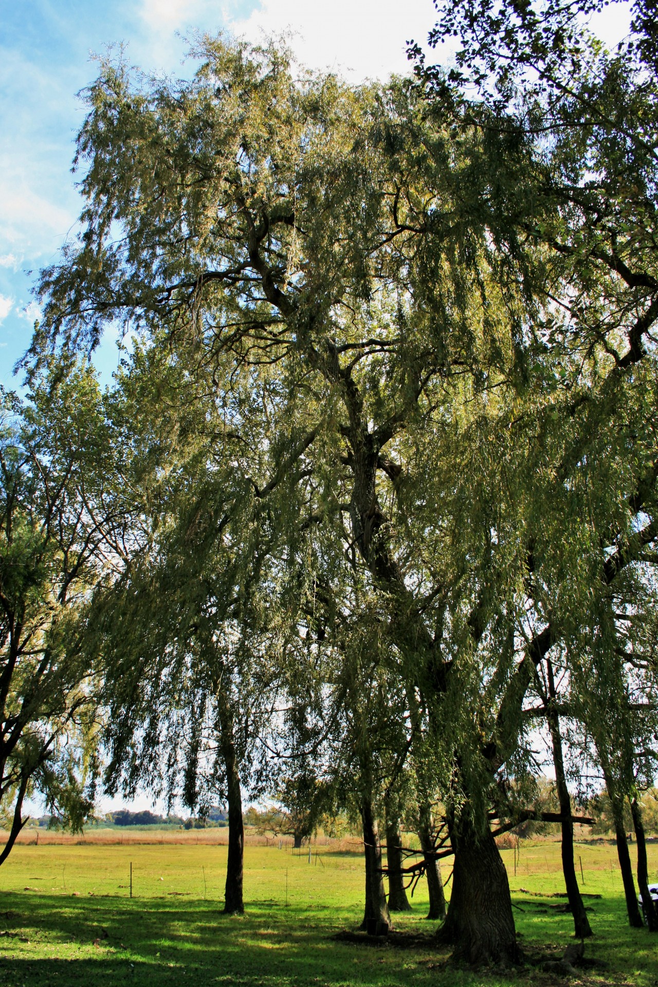 tree willow green free photo