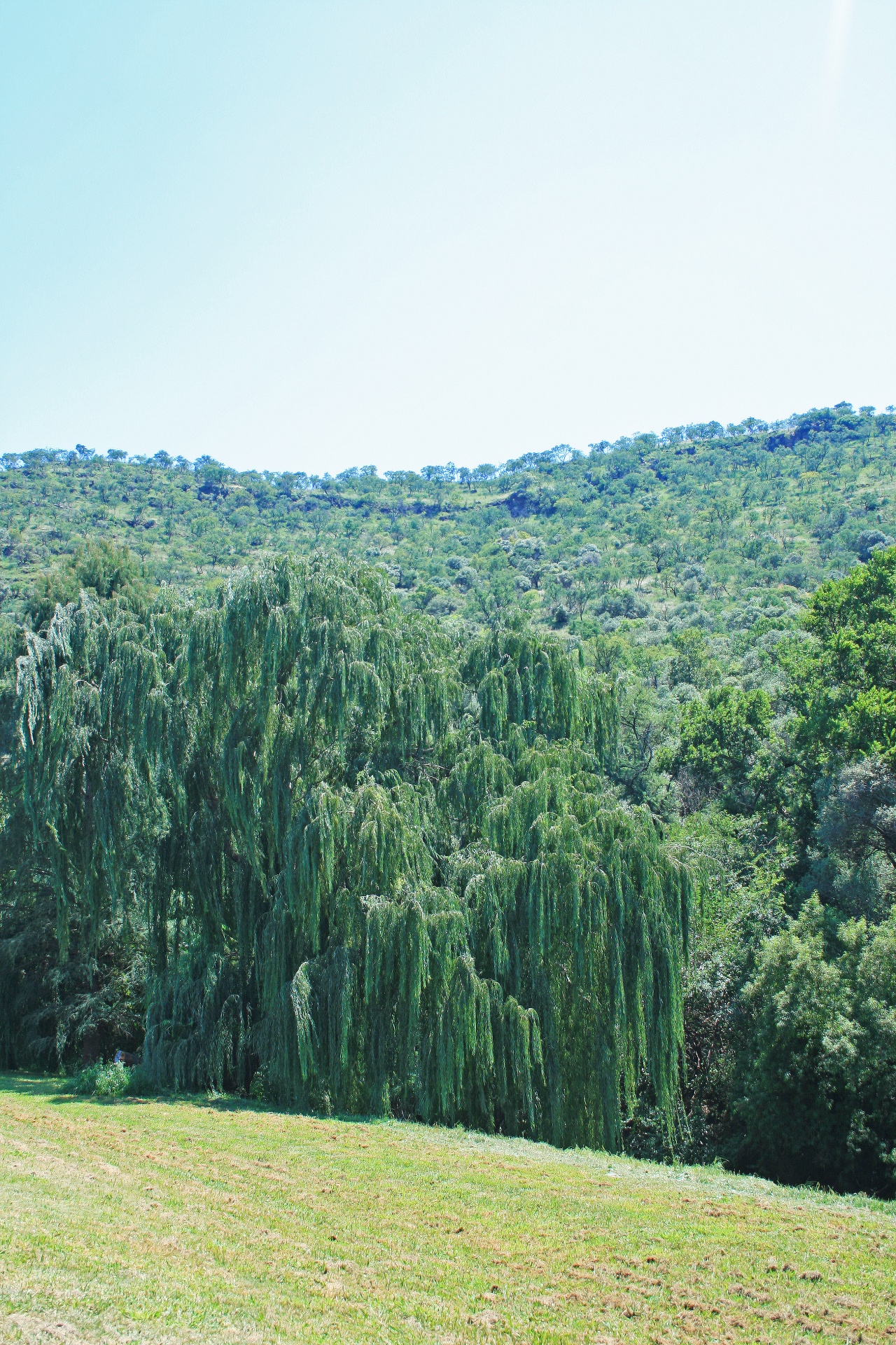 tree willow branches free photo