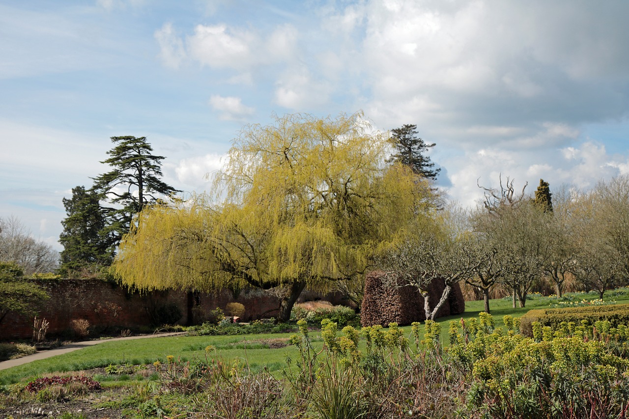 willow tree english garden willow free photo