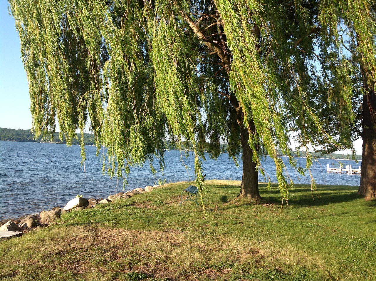 willow tree wind lake free photo