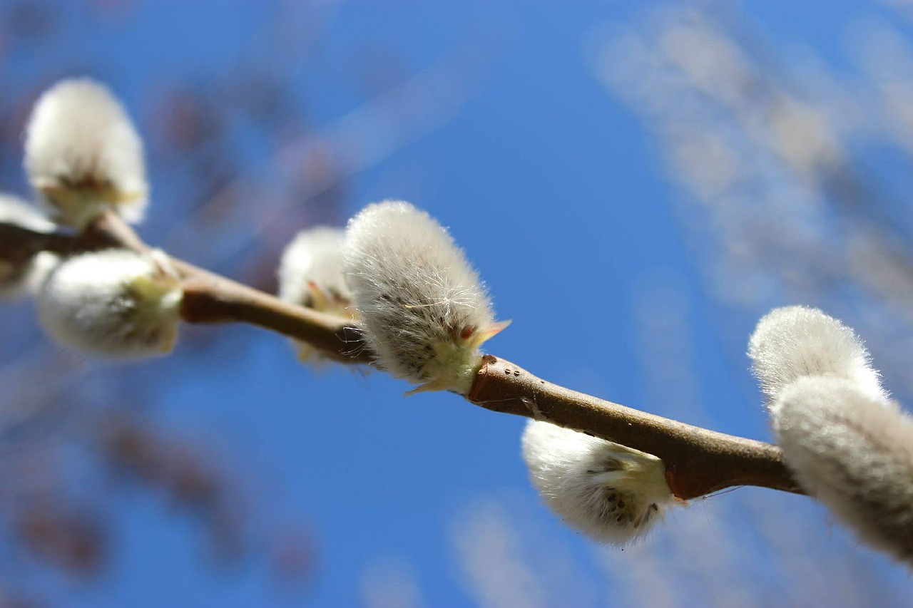 willow tree spring nature free photo