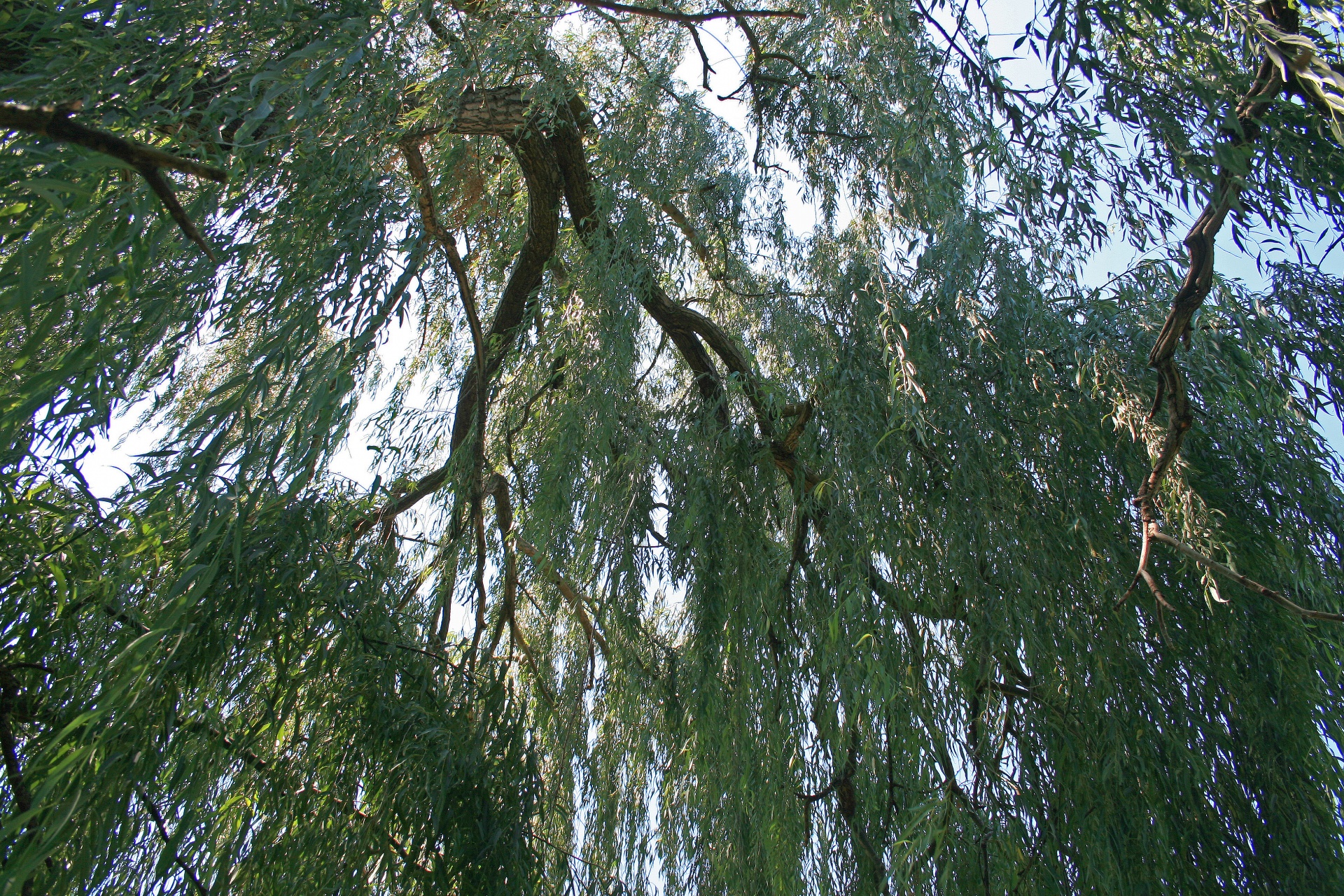 tree branches boughs free photo