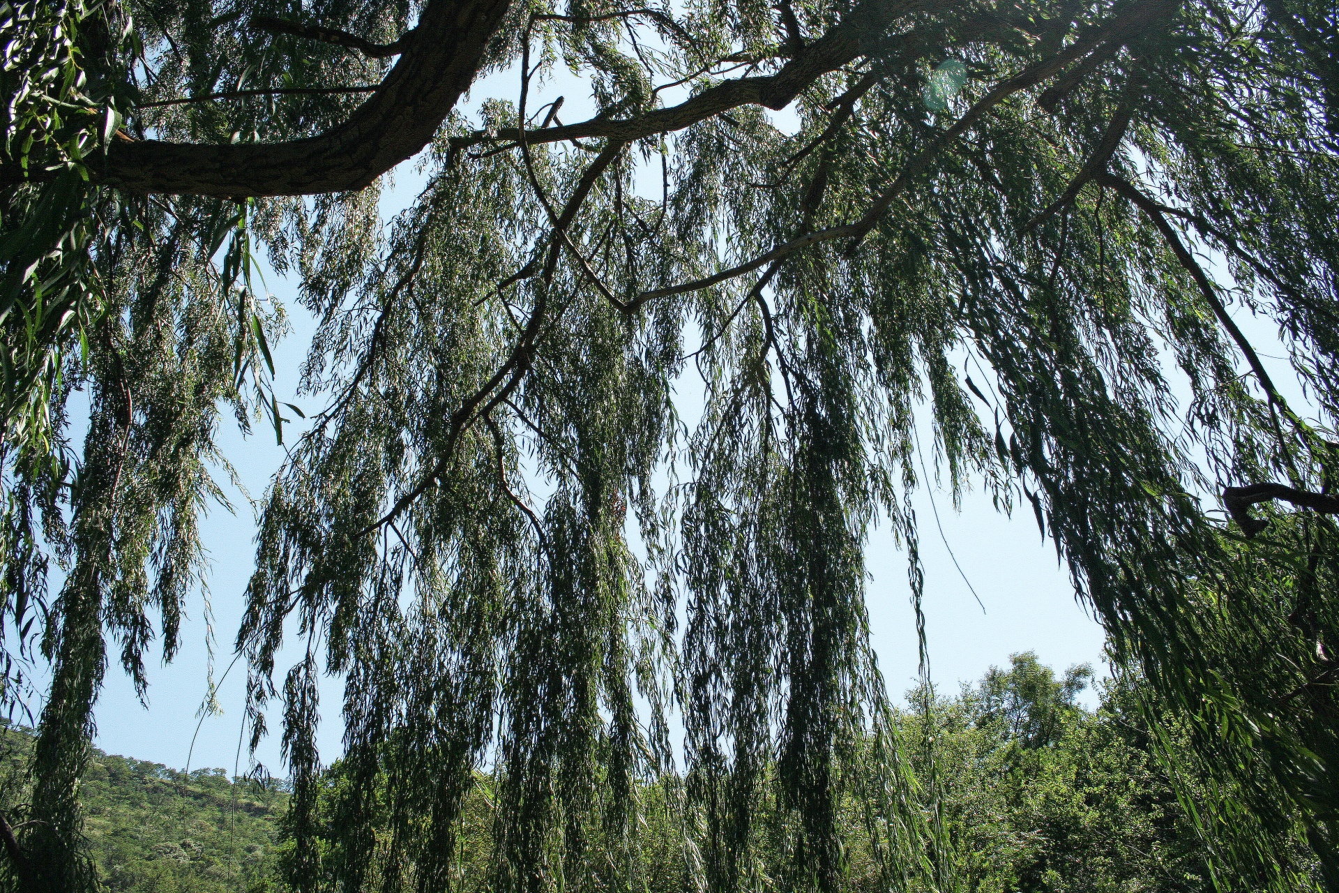 tree willow branches free photo