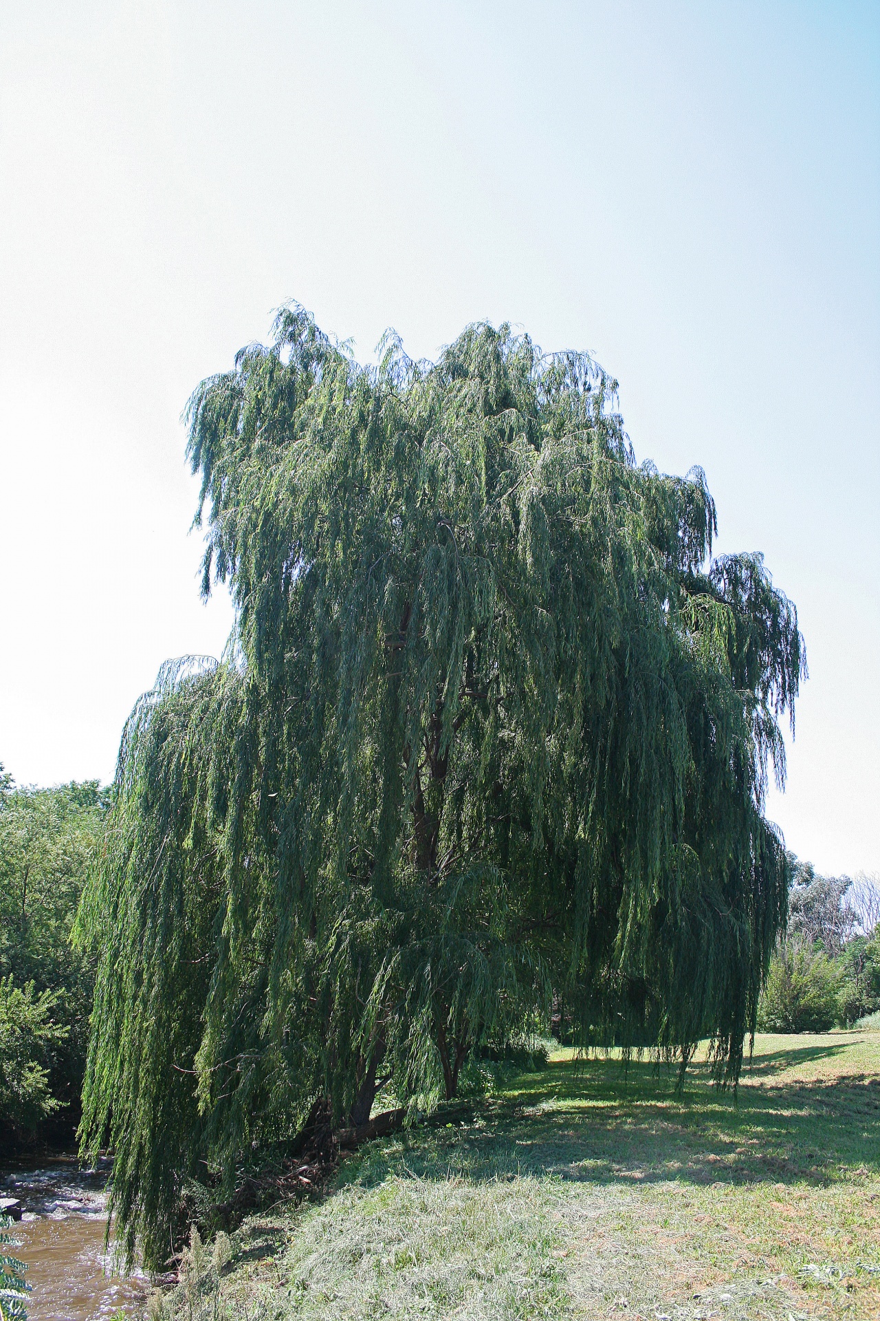 river bank tree free photo