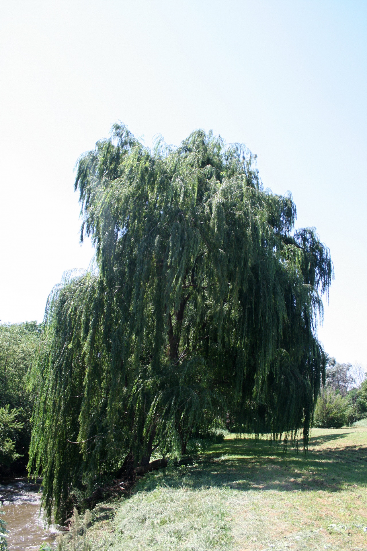 tree willow river free photo
