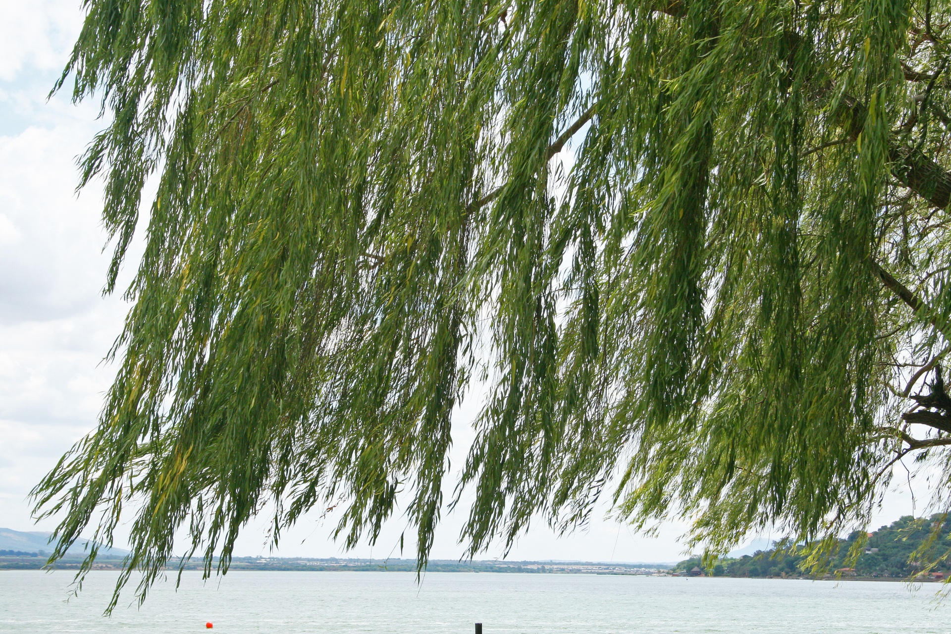 tree willow boughs free photo