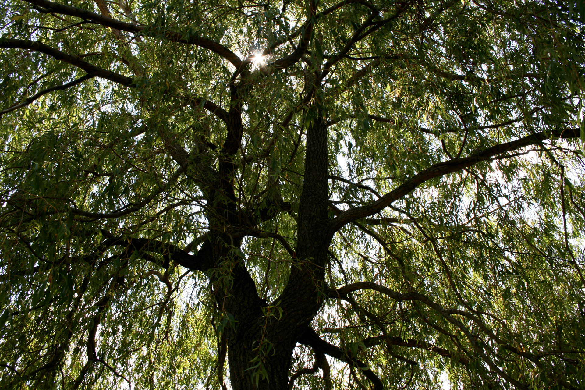 willow tree branches free photo