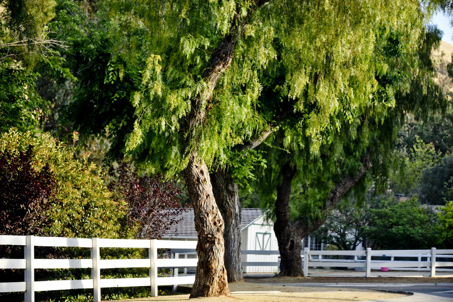 willow tree white free photo