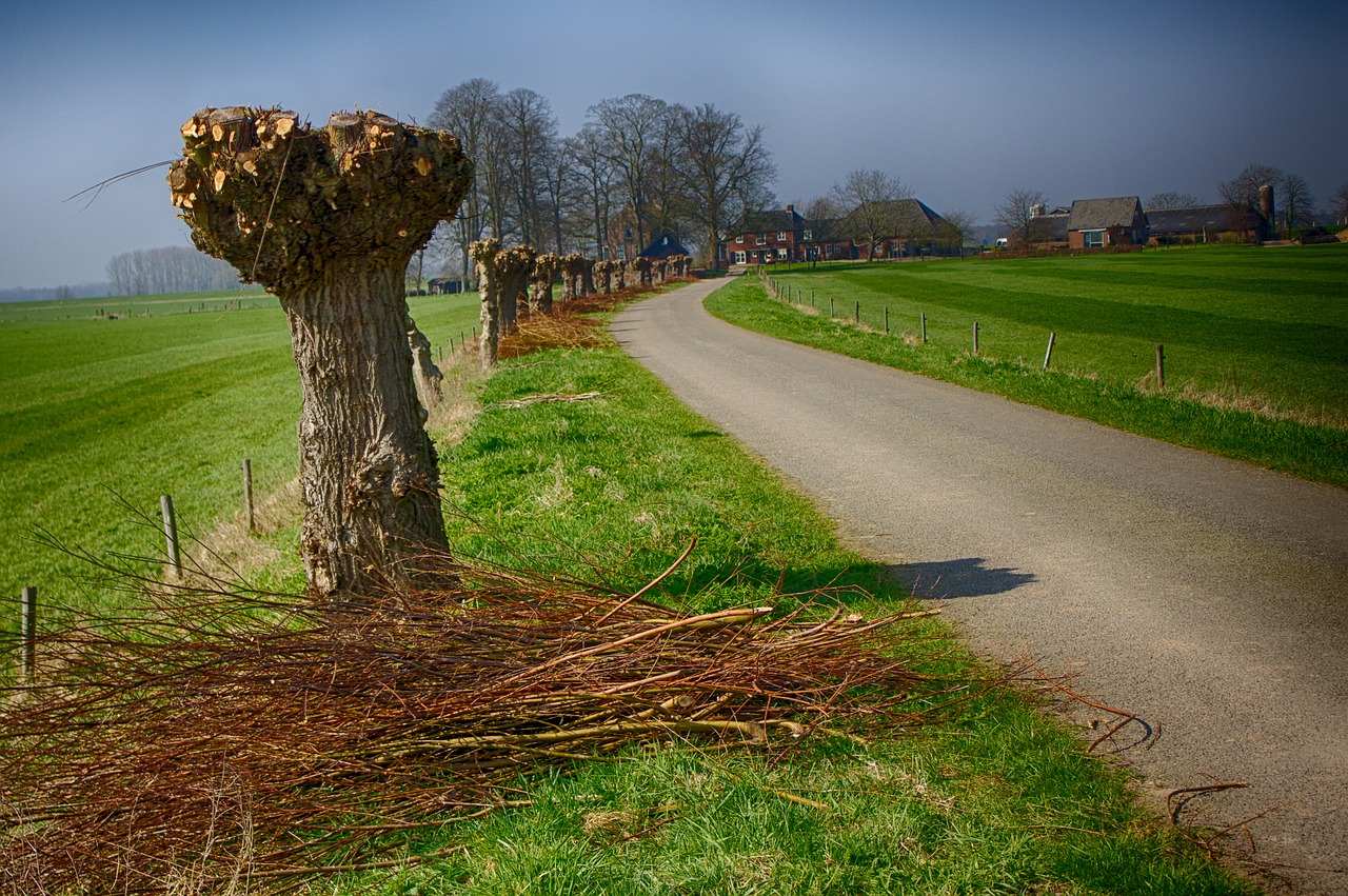 willows polder road free photo