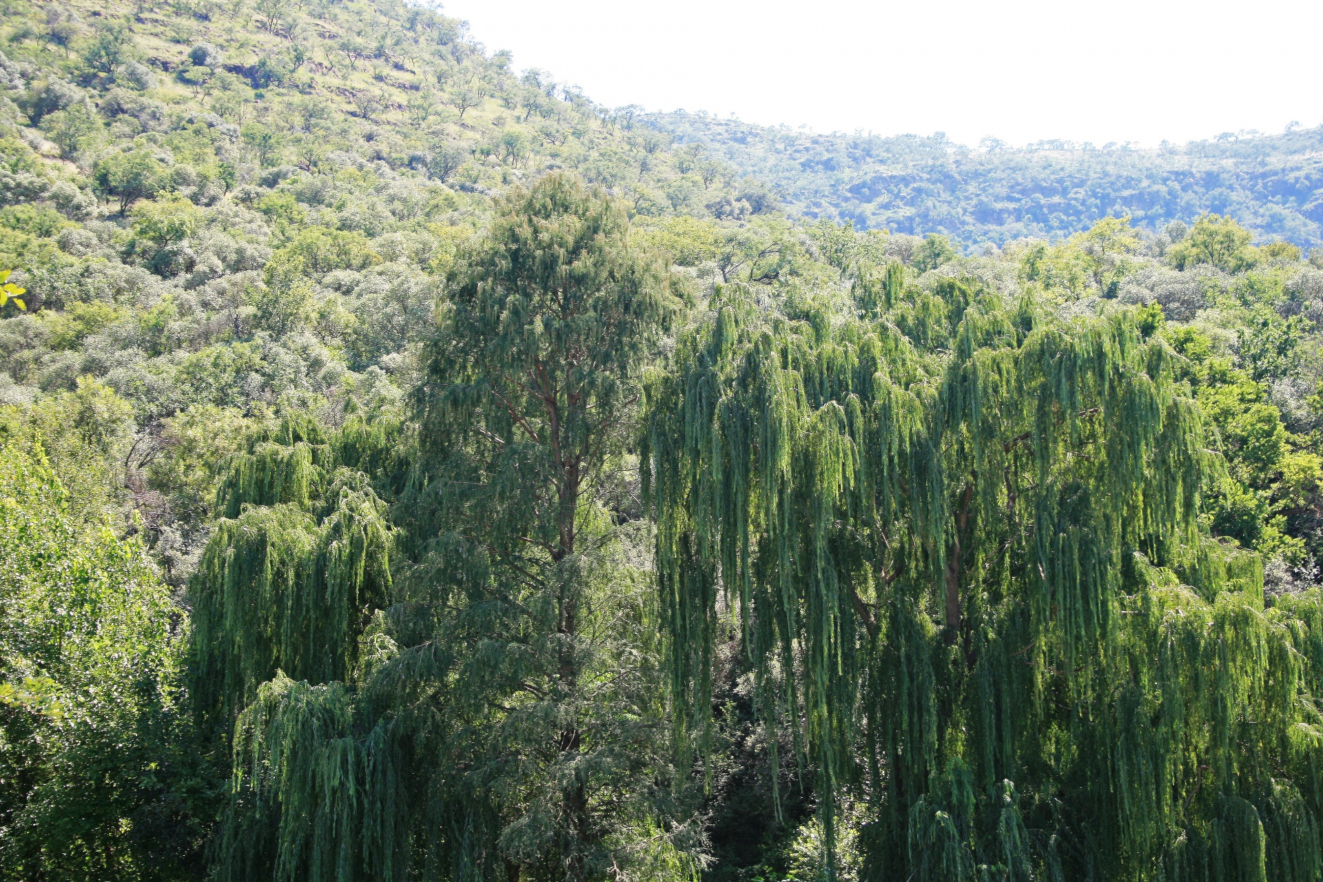 trees green lush free photo