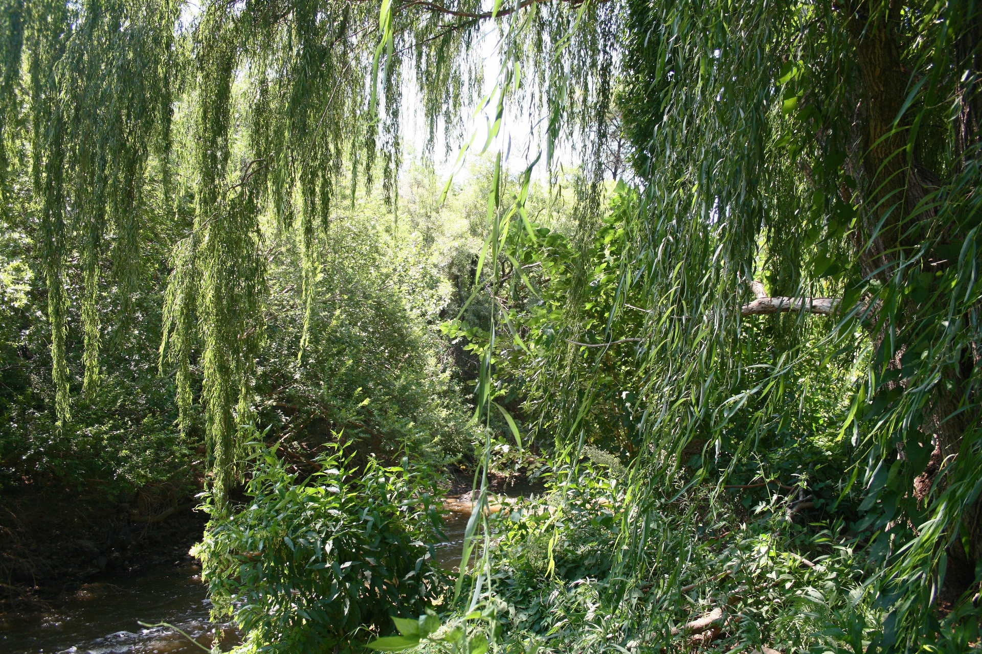 willow tree opening free photo