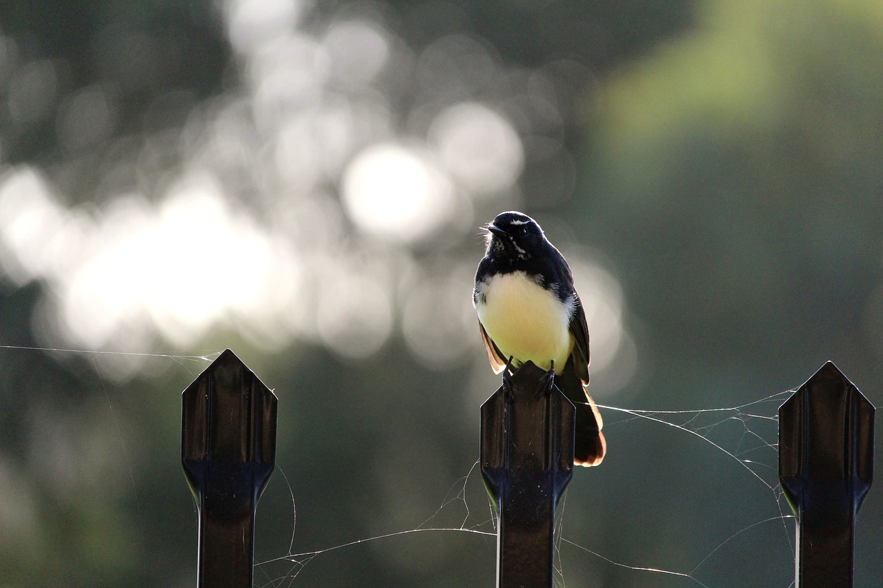 willy willie wagtail free photo