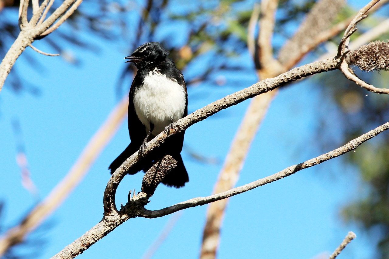 willy wagtail wagtail fantail free photo