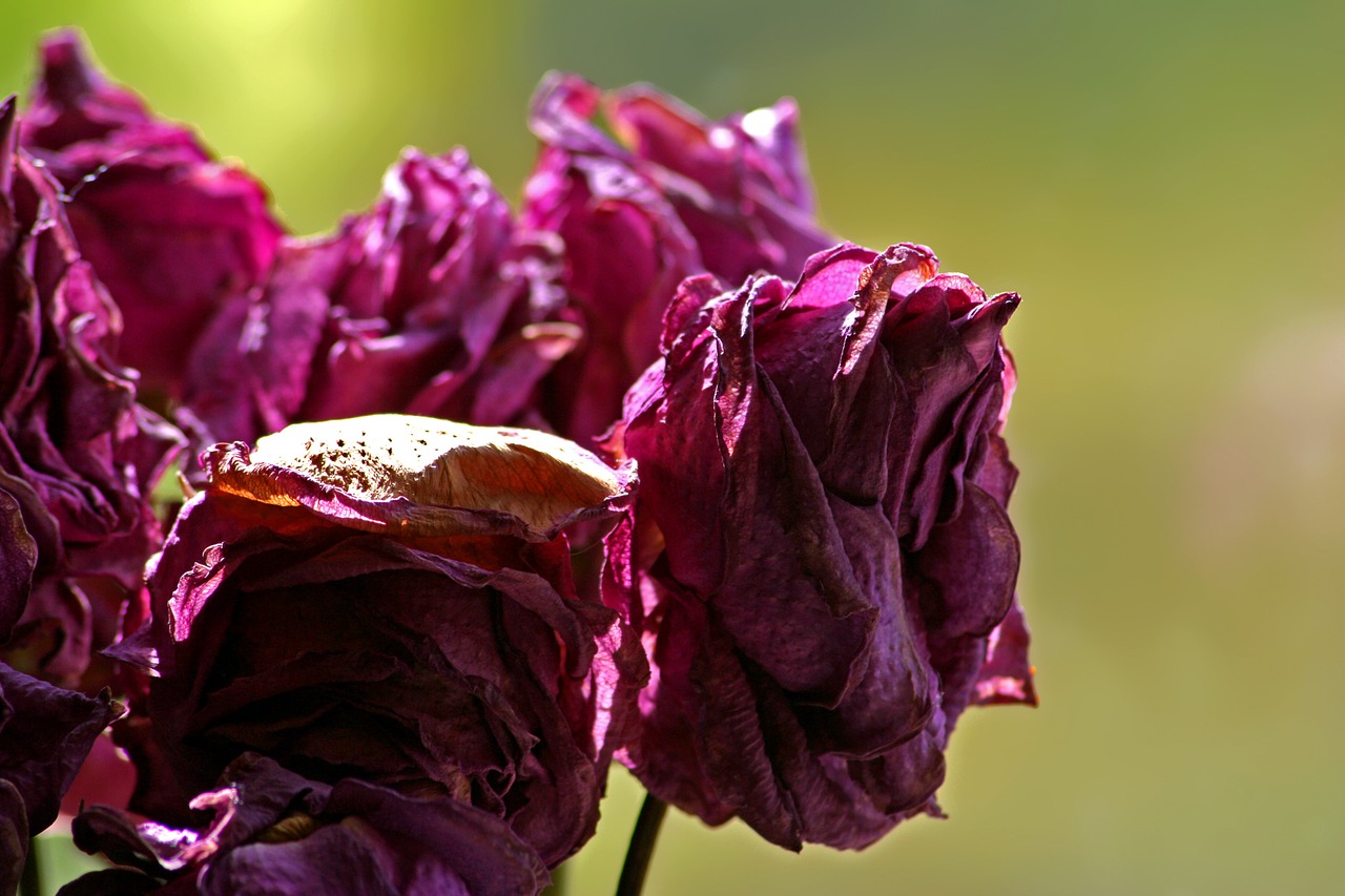 wilted roses summer free photo