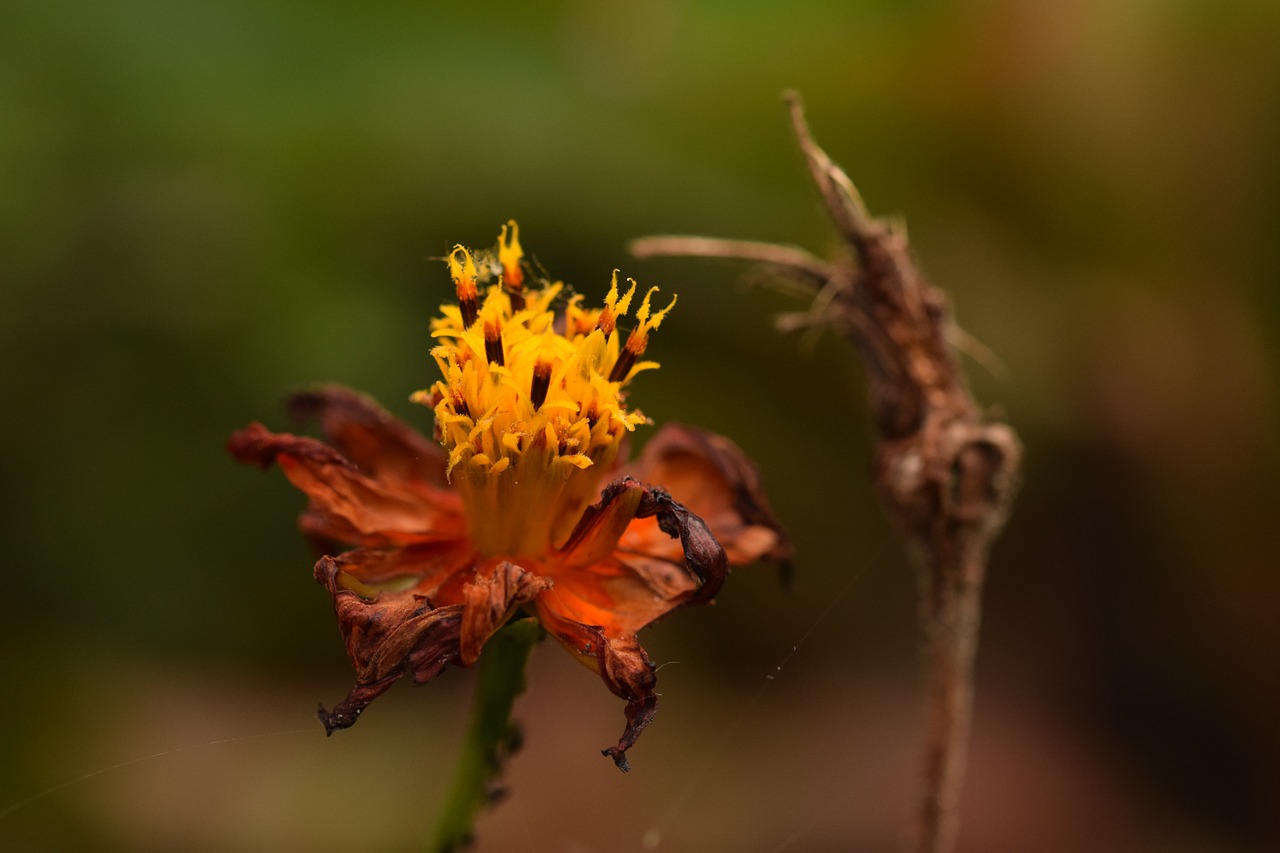 wilted flower flower orange free photo