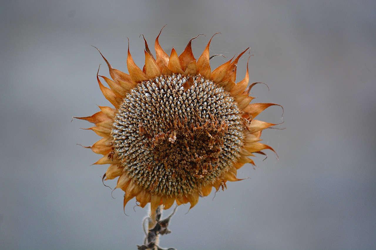 wilted flower sunflower faded old flower free photo