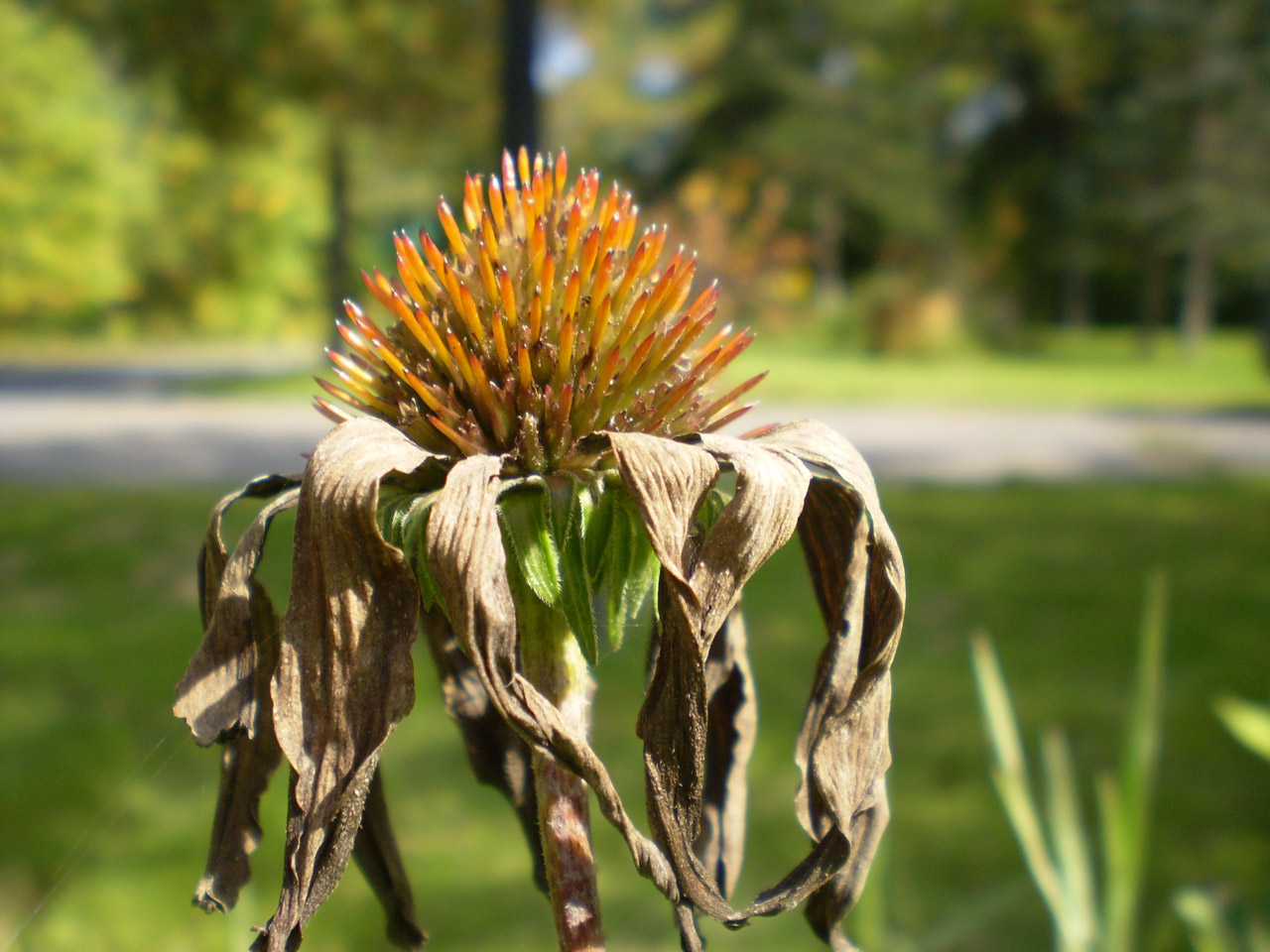 flower autumn wilted flower free photo