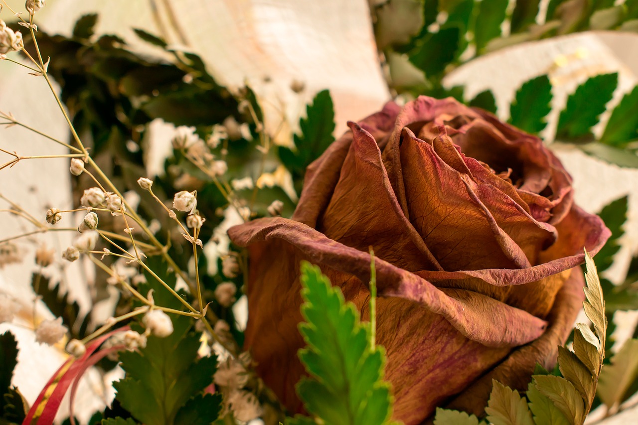 wilted rose flower red free photo