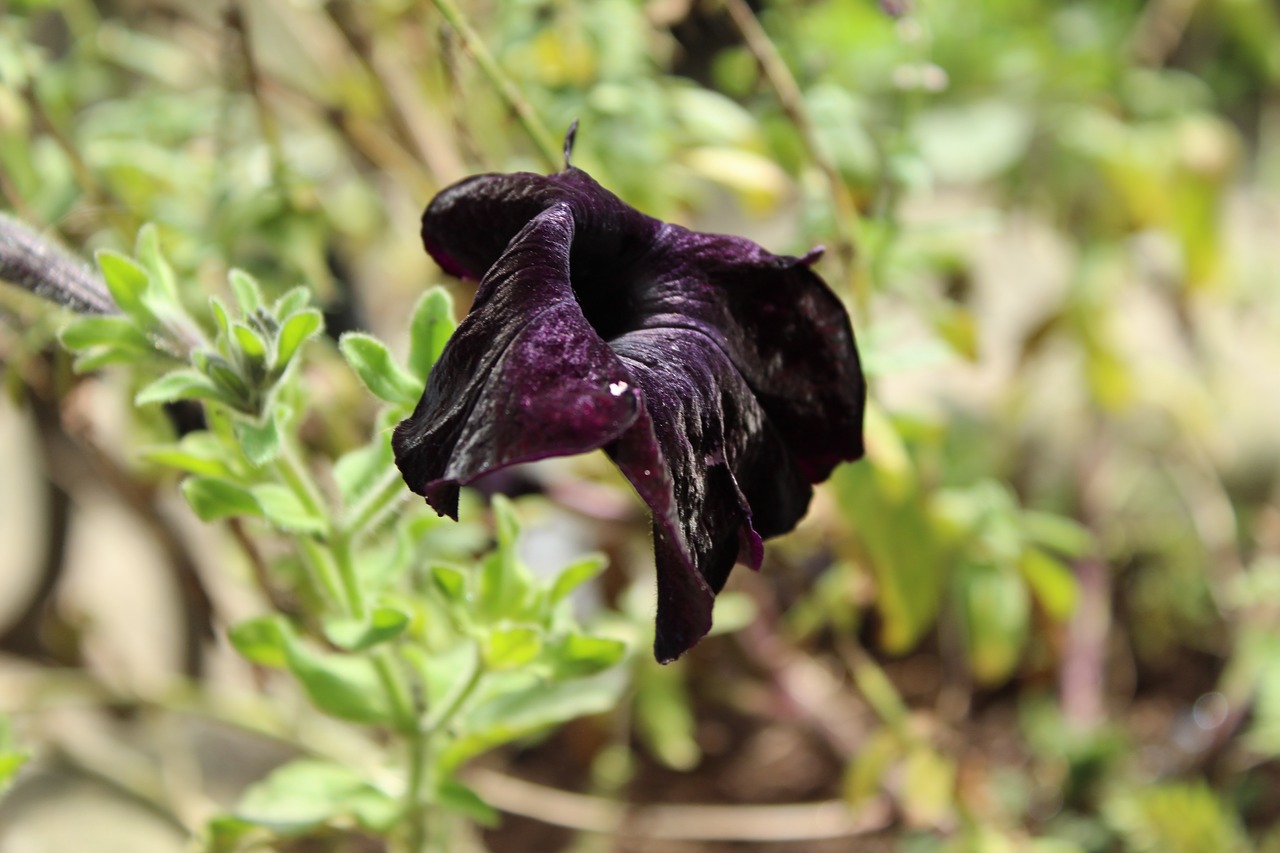 wilting flower black flower wilted free photo