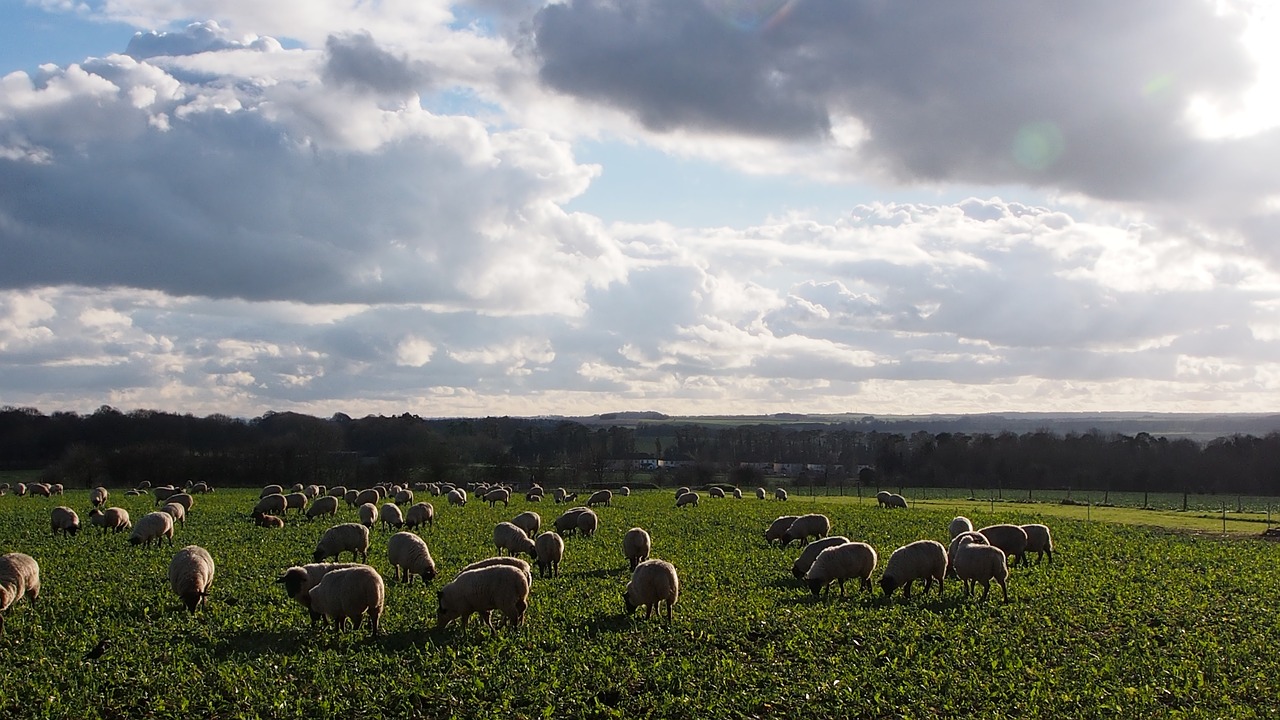 wiltshire sheep clouds free photo