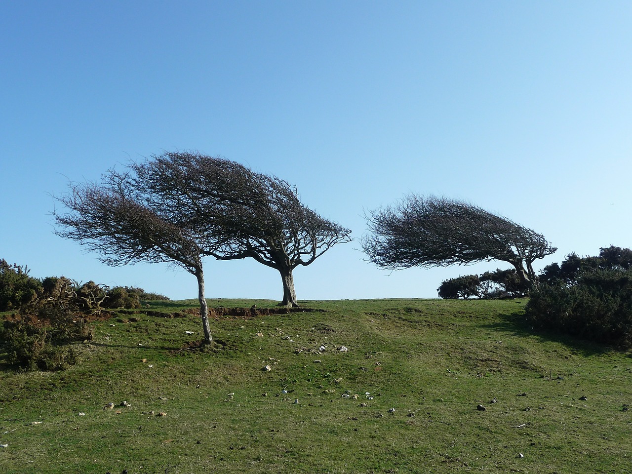 wind trees grass free photo