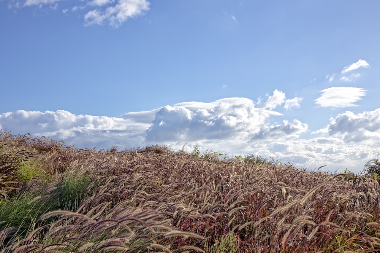 wind grasses grass free photo