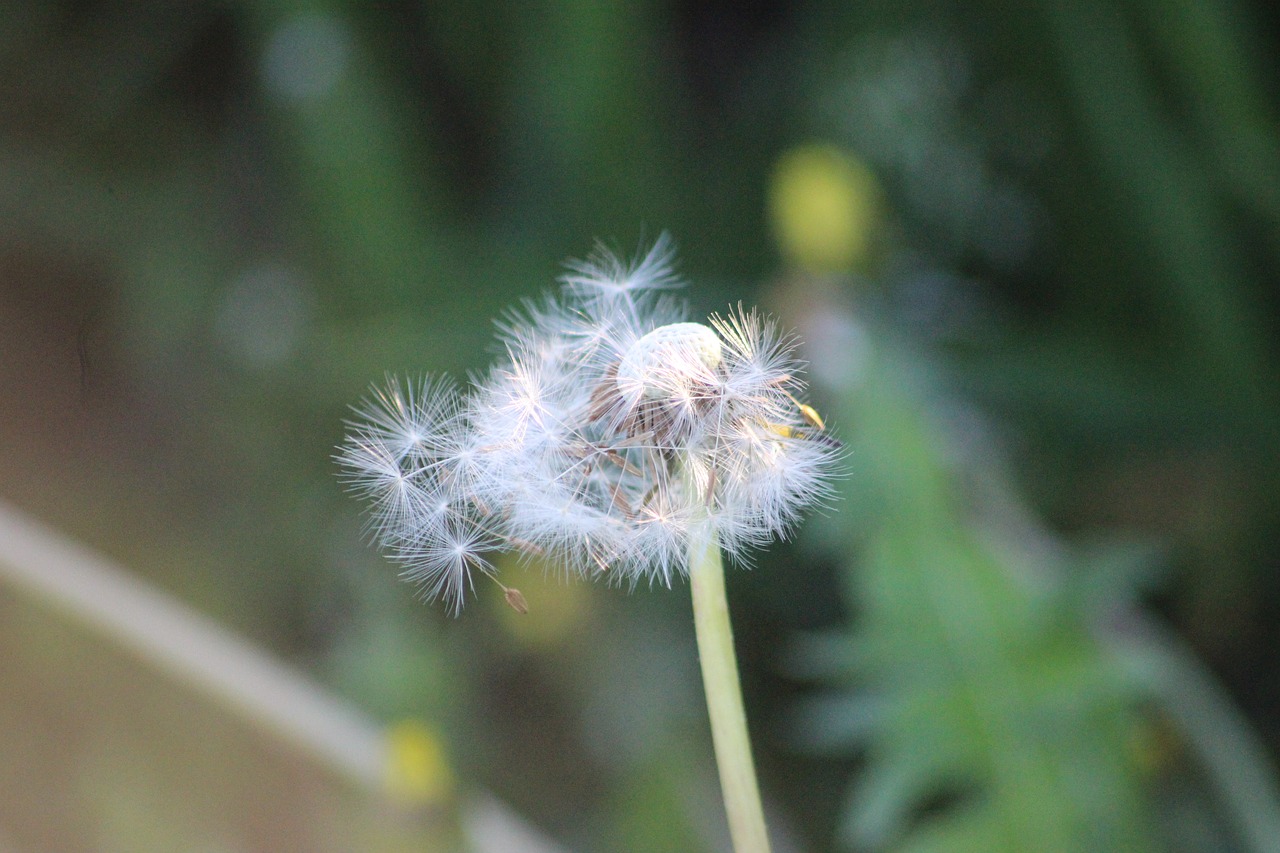 Spring winding. Spring Wind. Windy Flowers. Wind in Spring. Windy Spring.