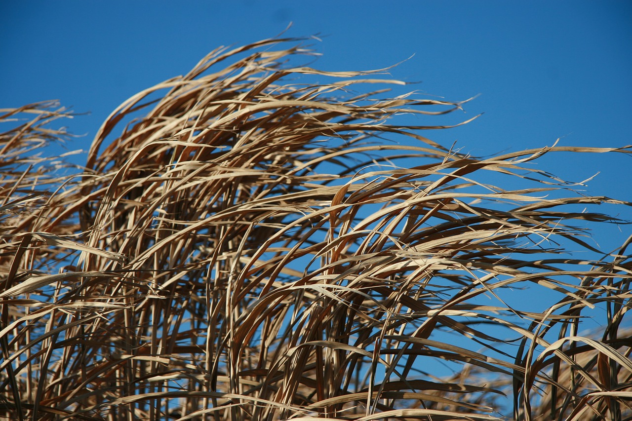 wind grass natural free photo