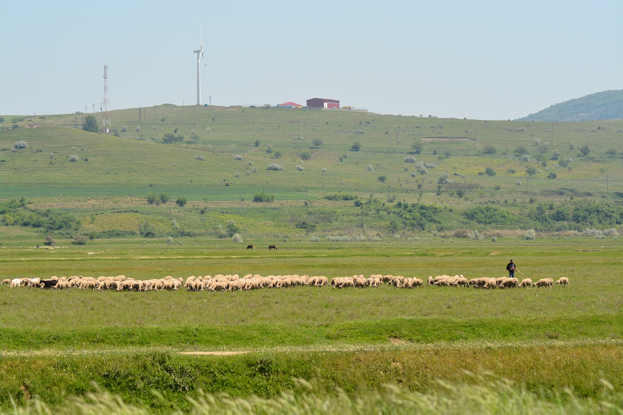 wind sheep green free photo