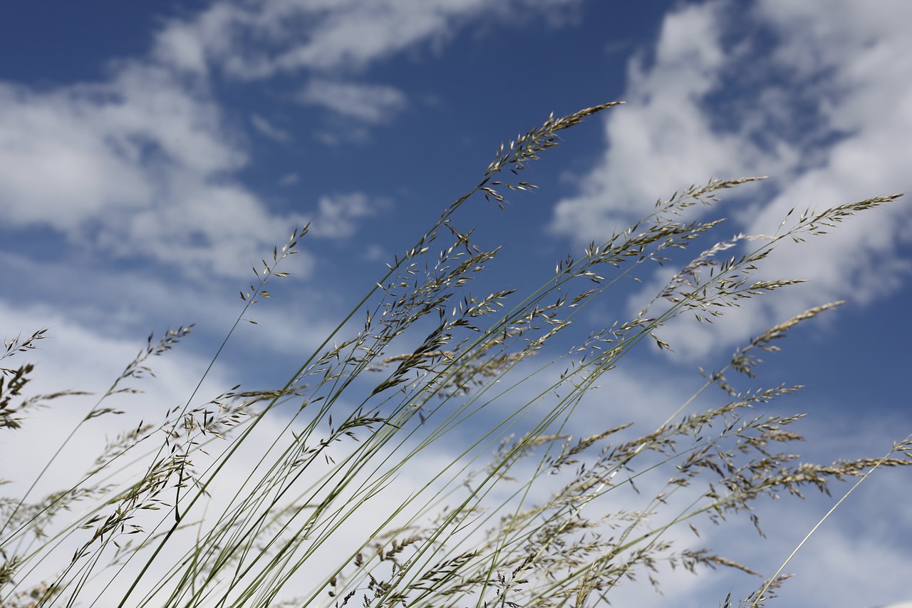 wind  forward  grasses free photo