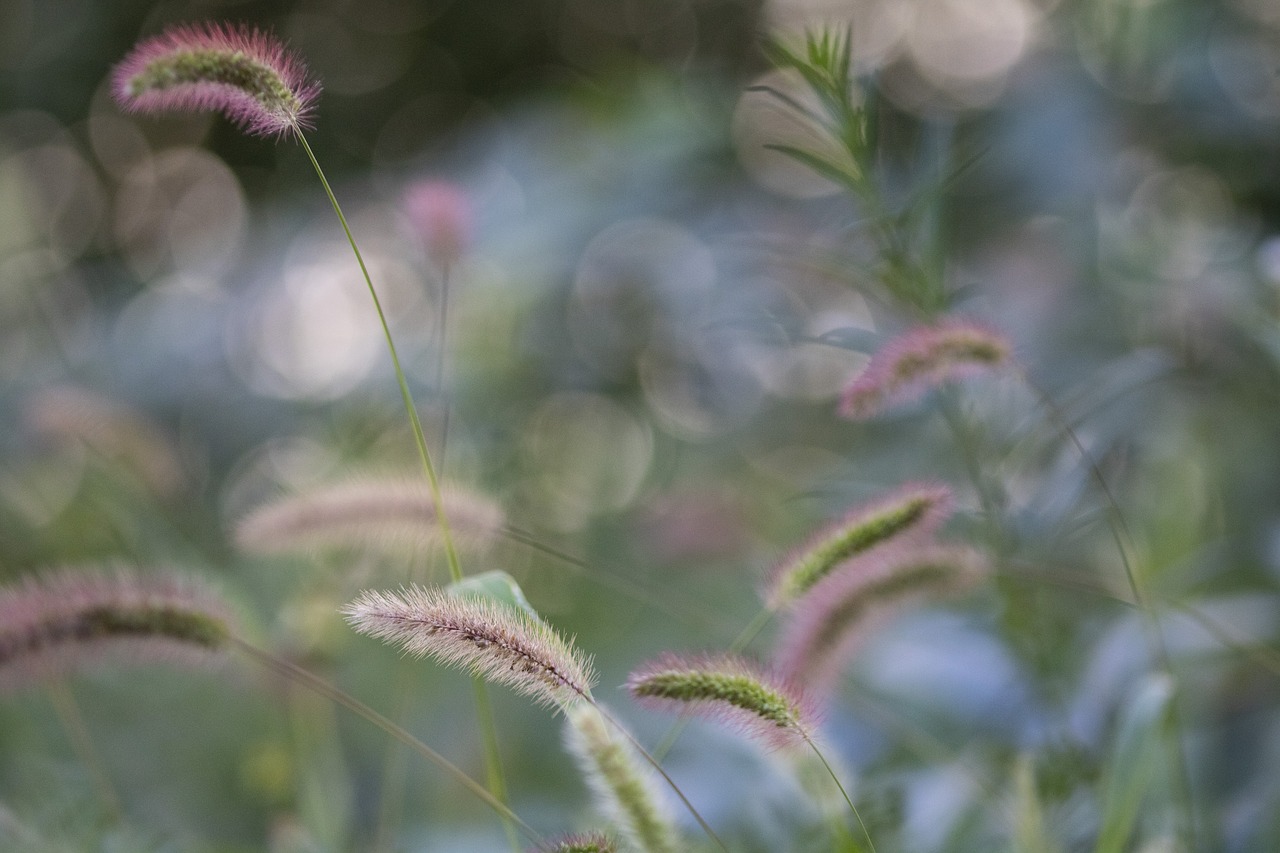 wind  foxtail  tabitha free photo